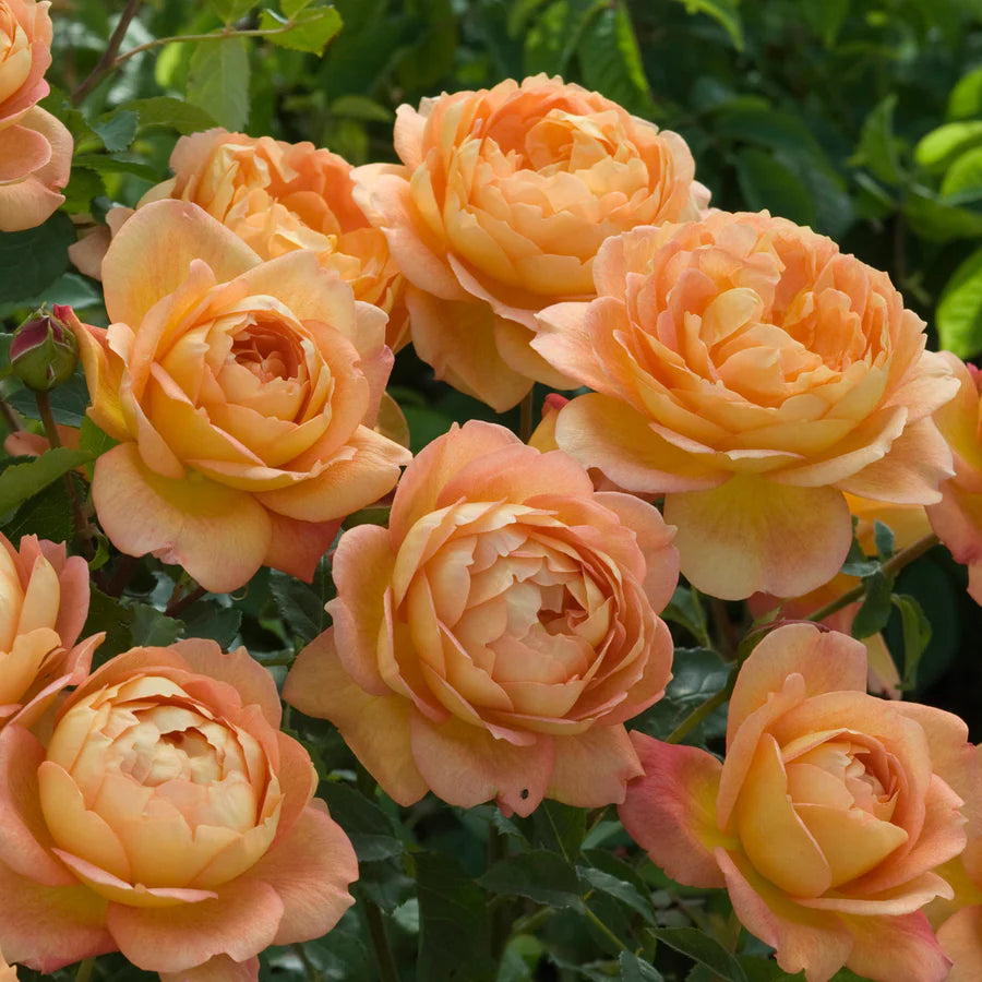 Lady of Shalott® (AUSnyson) David Austin® Climbing Rose Brush Live Plant, 5 gallon