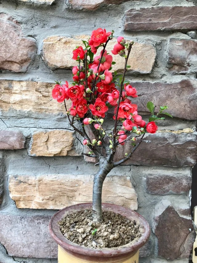 'Chojukan' Japanese Flowering Quince