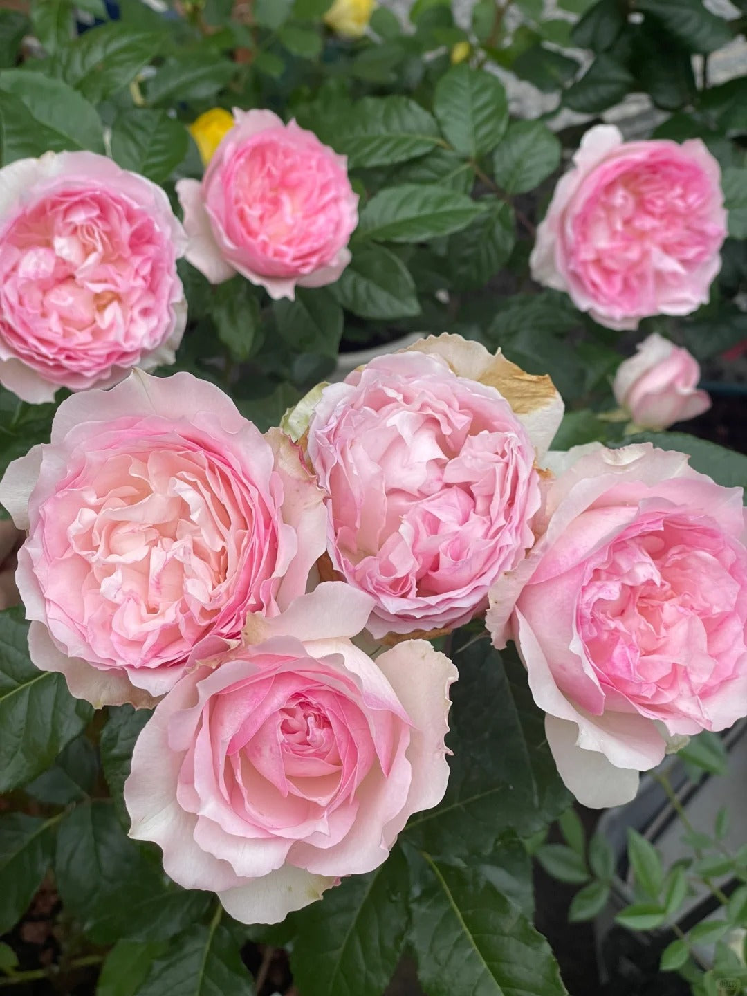 'Le Rire' Shrub Rose