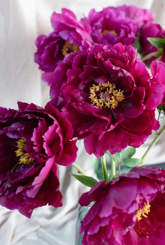 Mo Run Jue Lun 墨润绝伦 Tree Peony