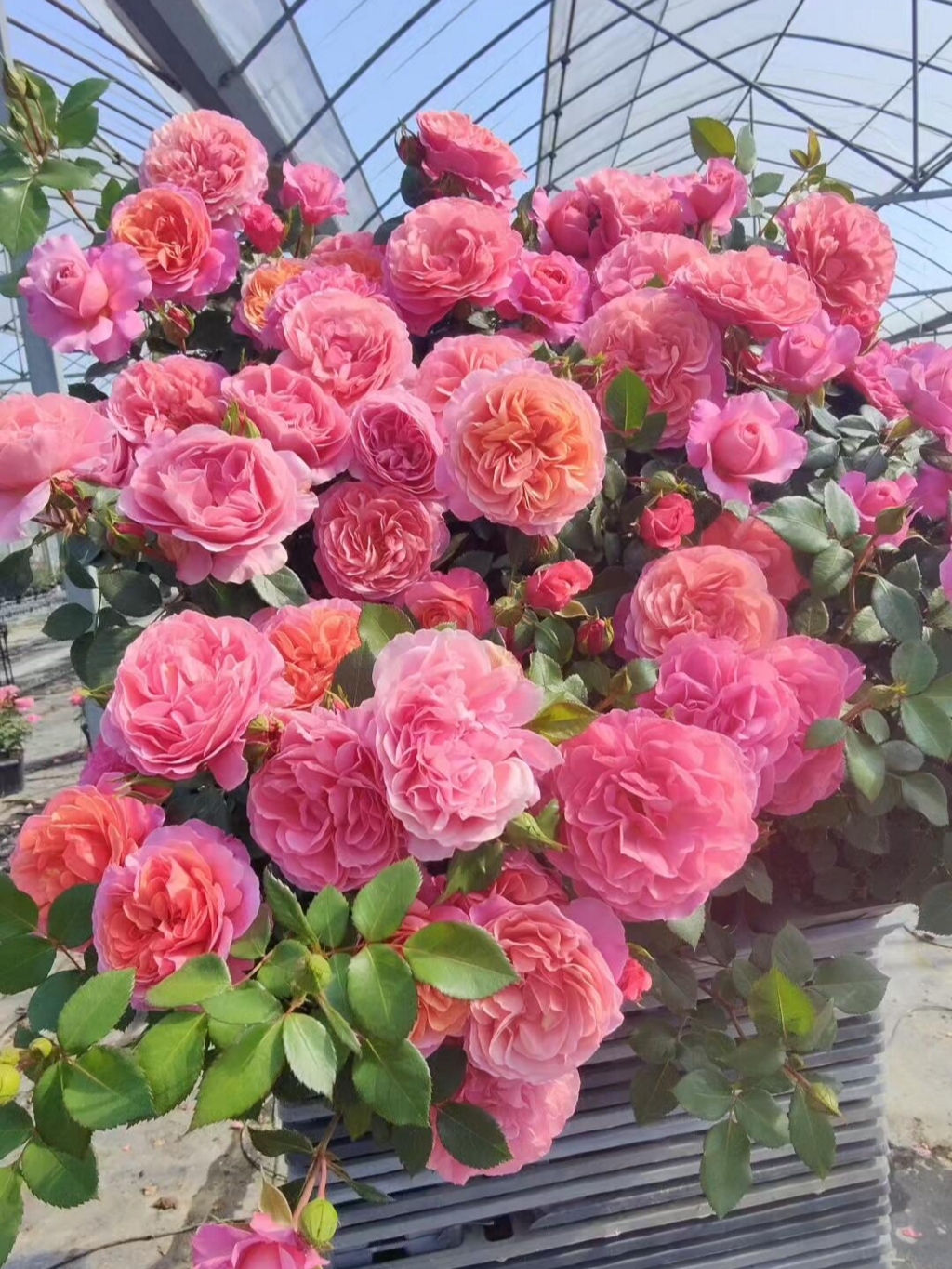 'Xingchen' Shrub Rose