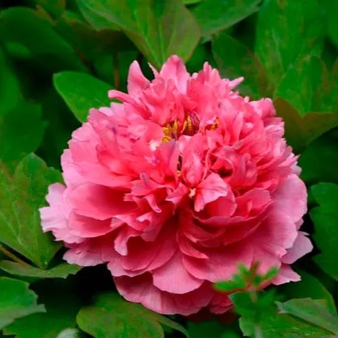 Juan Ye Red 卷叶红 Tree Peony