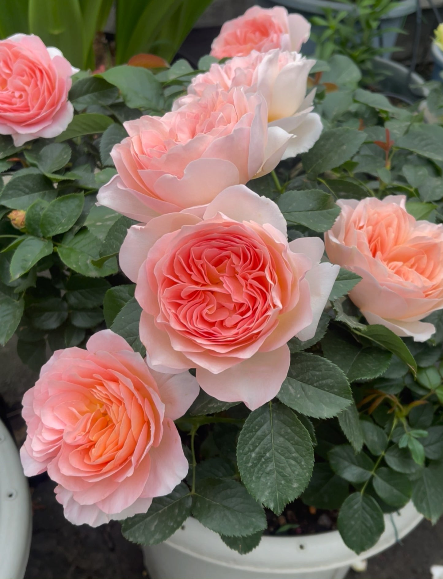 'Xingrang' Shrub Rose