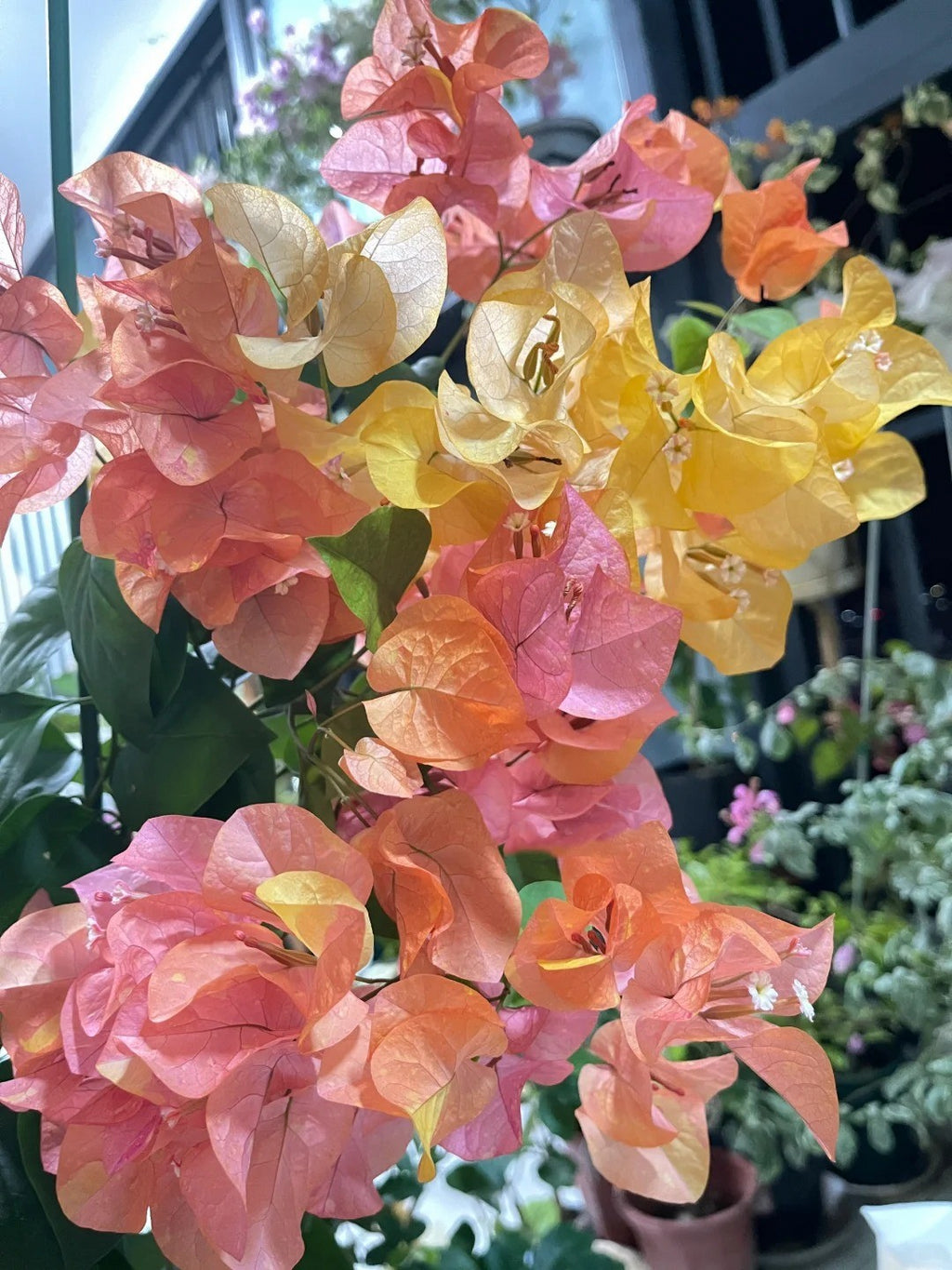 Bougainvillea 'Adarna'