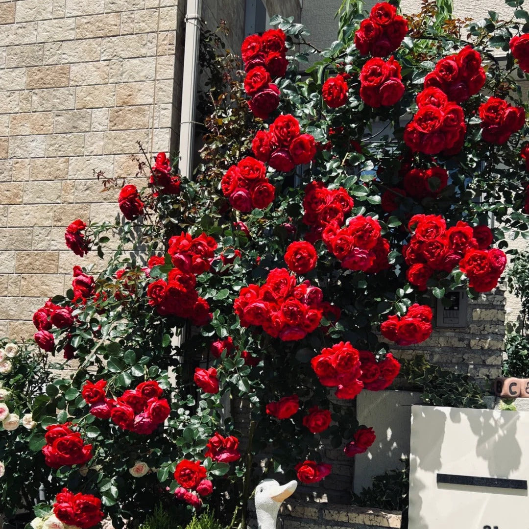 Florentina™ Arborose® Climbing Rose Brush Live Plant, 5 gallon