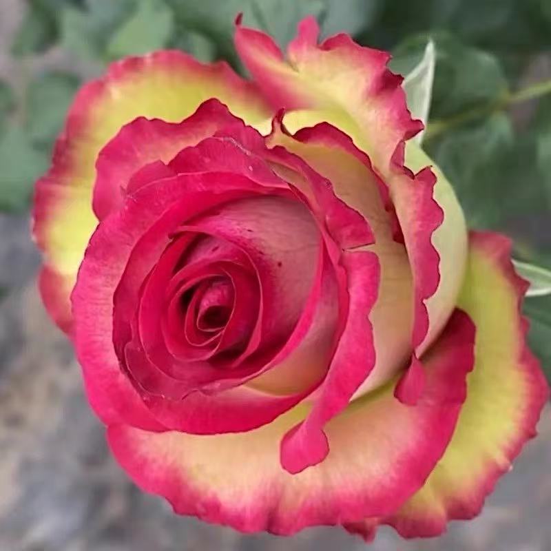 'Florida' Shrub Rose