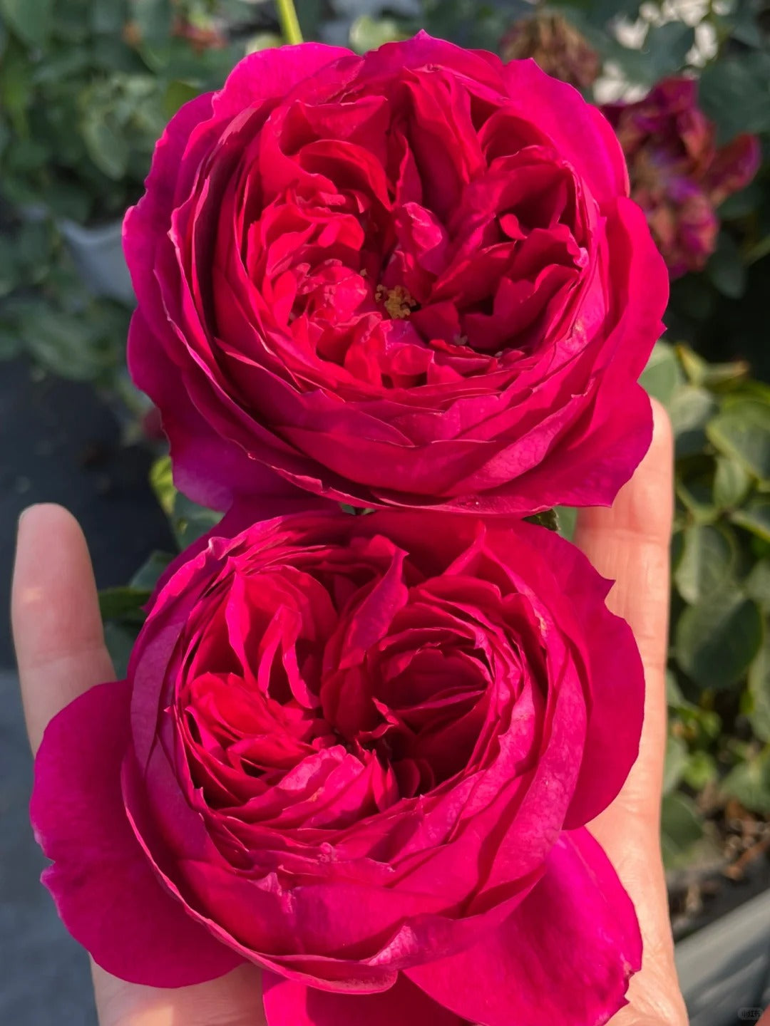 'Cixuan' Shrub Rose