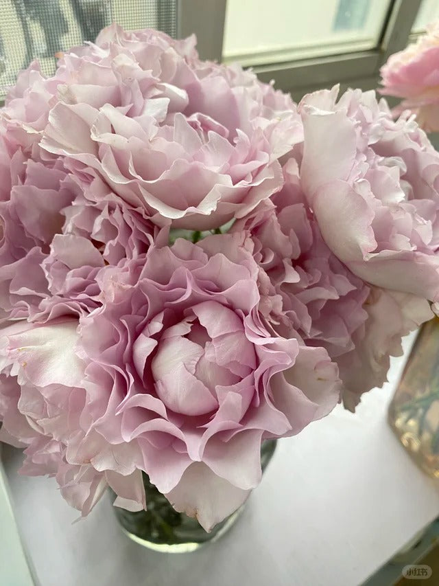 'Lu Ning Xiang' Shrub Rose