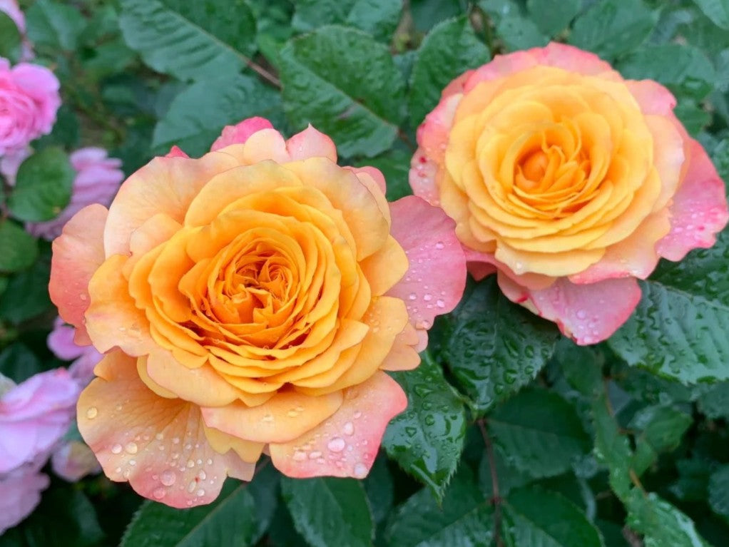 Crazy Love™ Sunbelt® Shrub Rose Brush Live Plant, 5 gallon