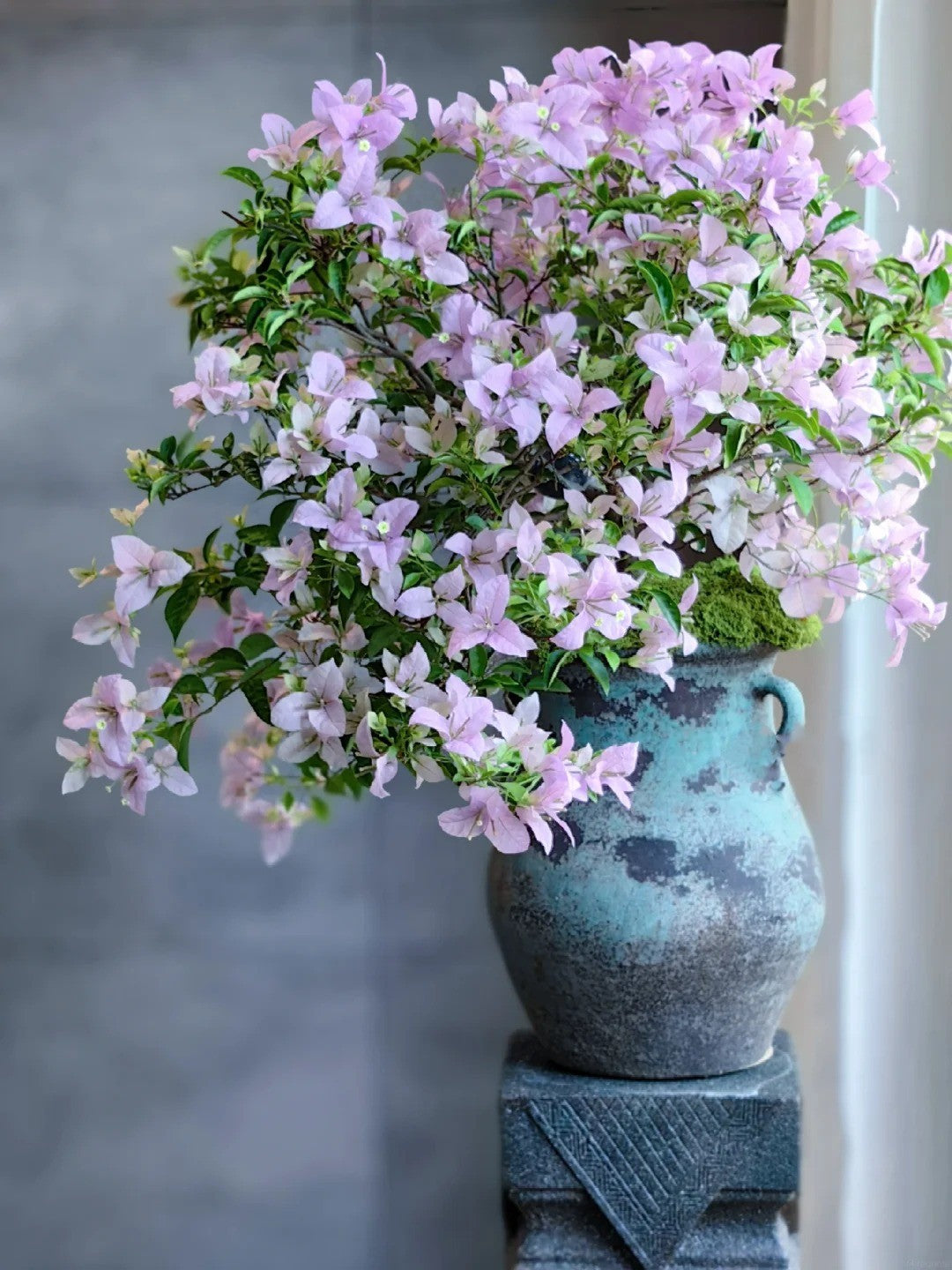 Bougainvillea 'Cypheri'