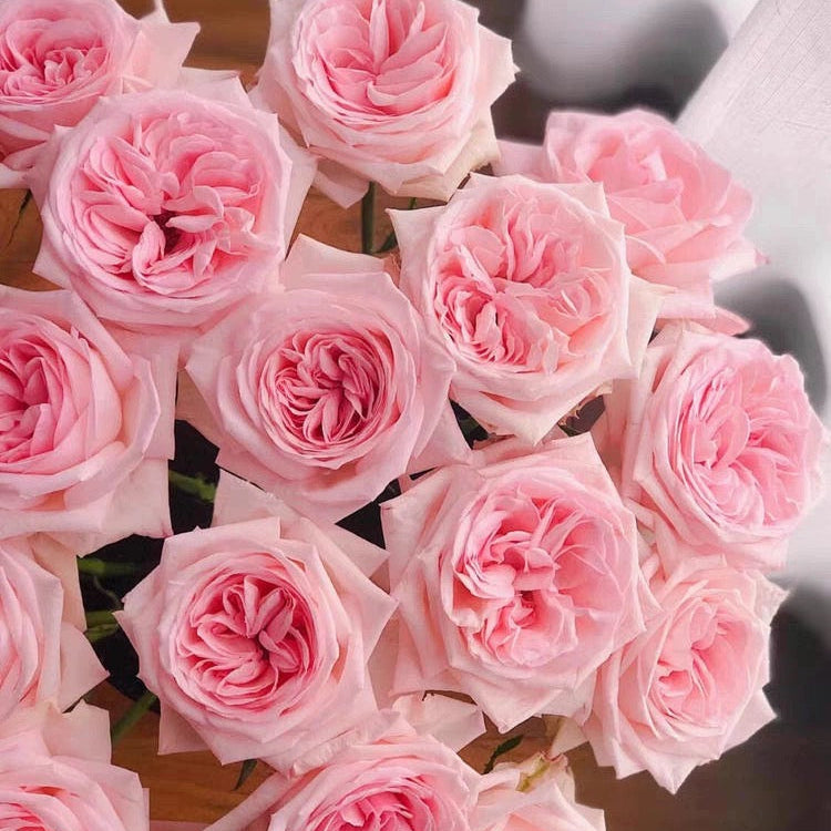 'Pink O'Hara' Shrub Rose