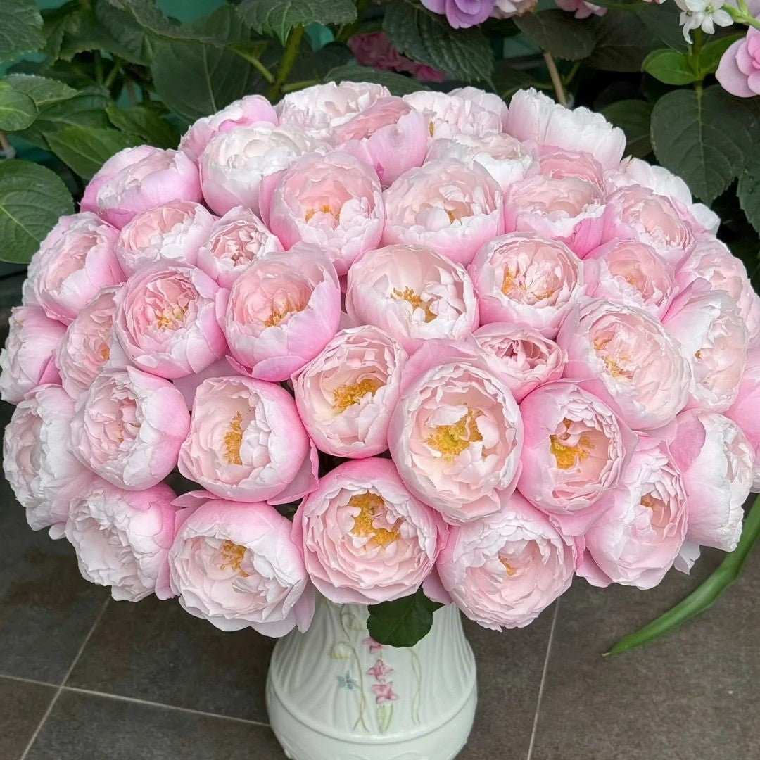 'Plume' Shrub Rose