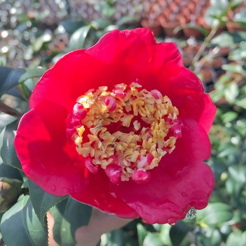 'Bob's Tinsie' Camellia