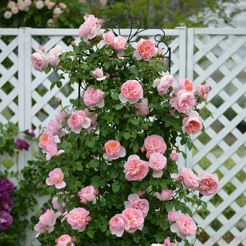 'Dames de Chenonceau' Climbing Rose