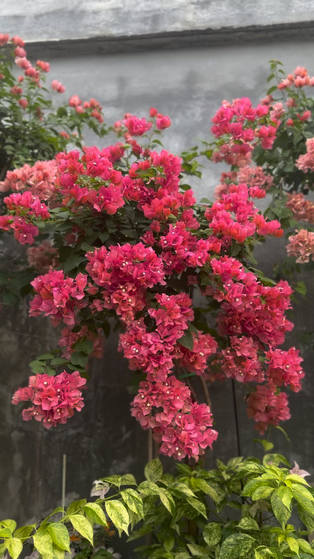 Bougainvillea 'Sundance'