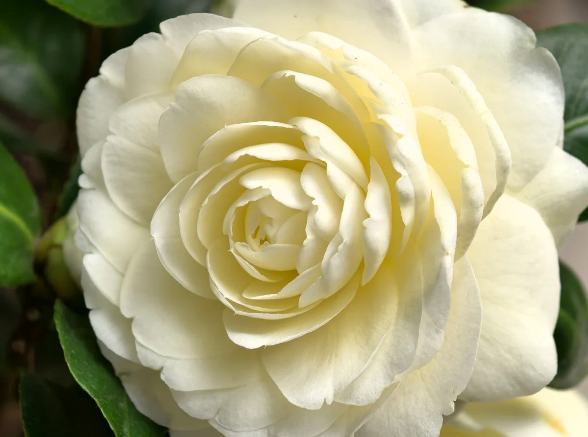 'Dahlohnega' Camellia