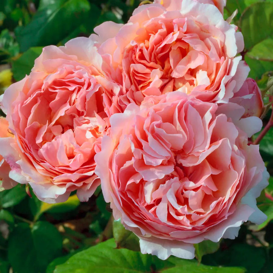 Princesse Charlene de Monaco® Shrub Rose Brush Live Plant, 5 gallon