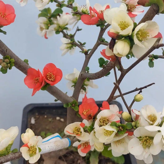 'Changshoubao' Japanese Flowering Quince
