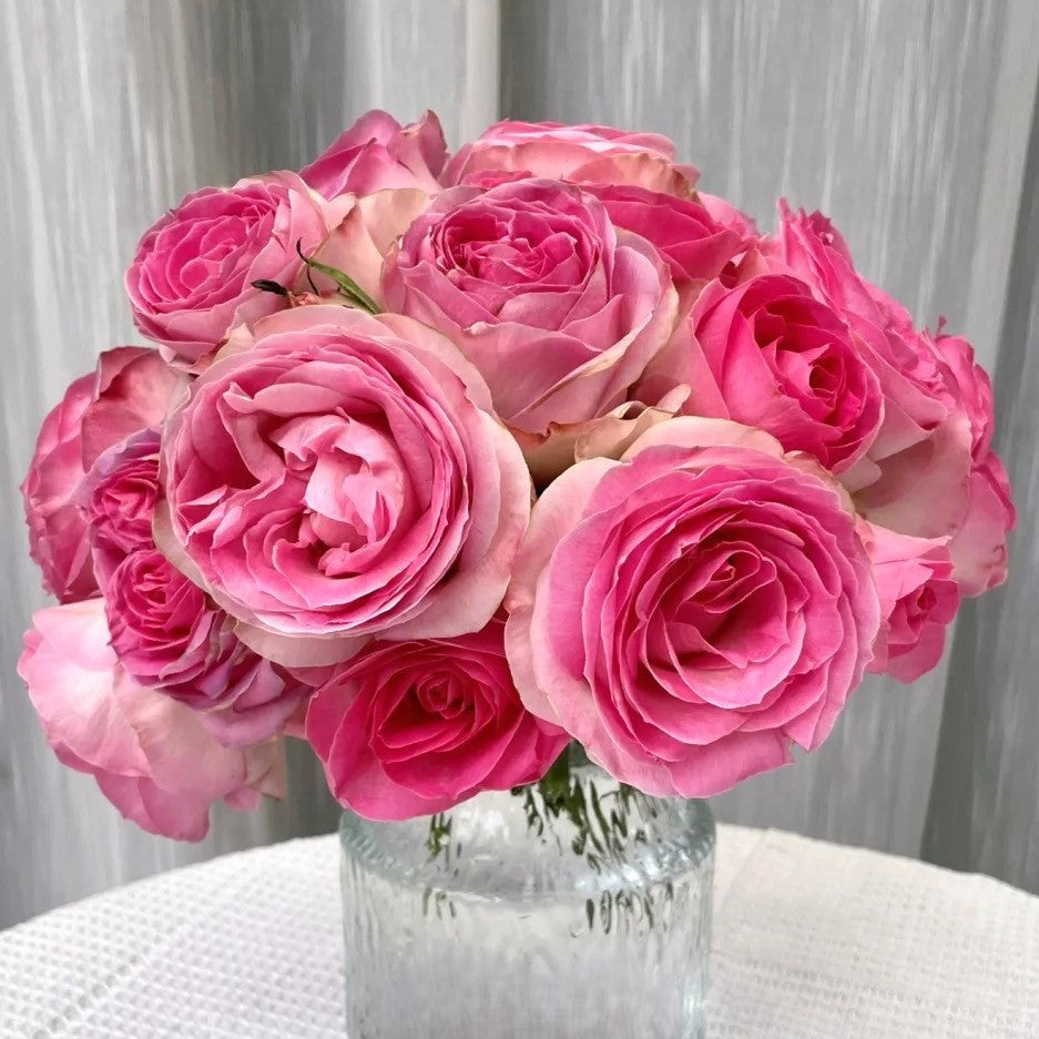 'Candy Avalanche' Shrub Rose