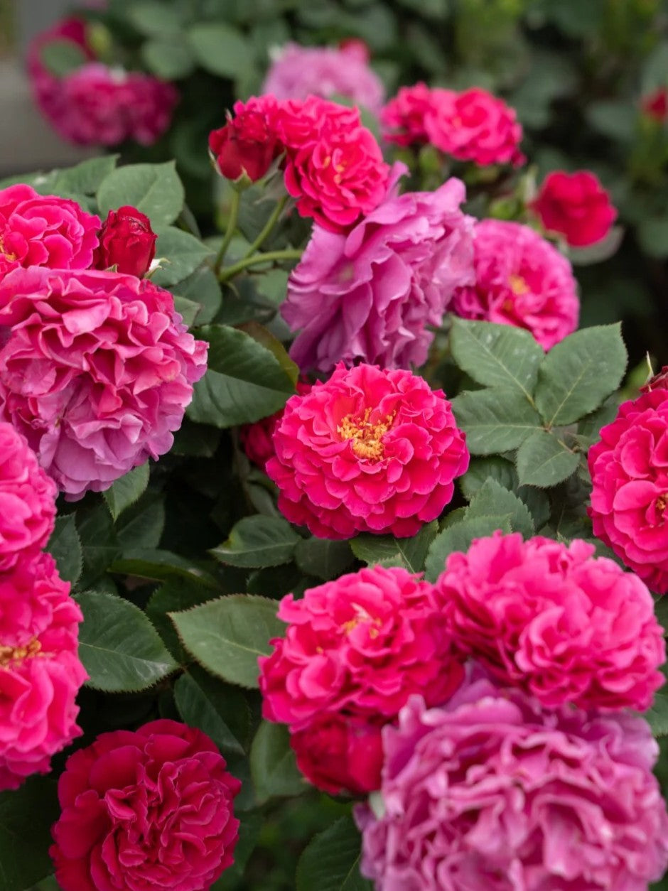 'Taoe' Shrub Rose
