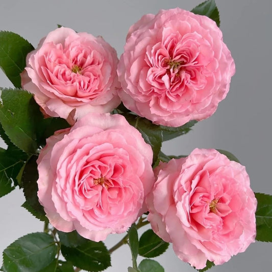 'Mayra’s Rose Pink' Shrub Rose
