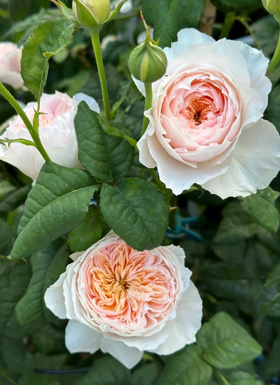 'Hanxian' Climbing Rose