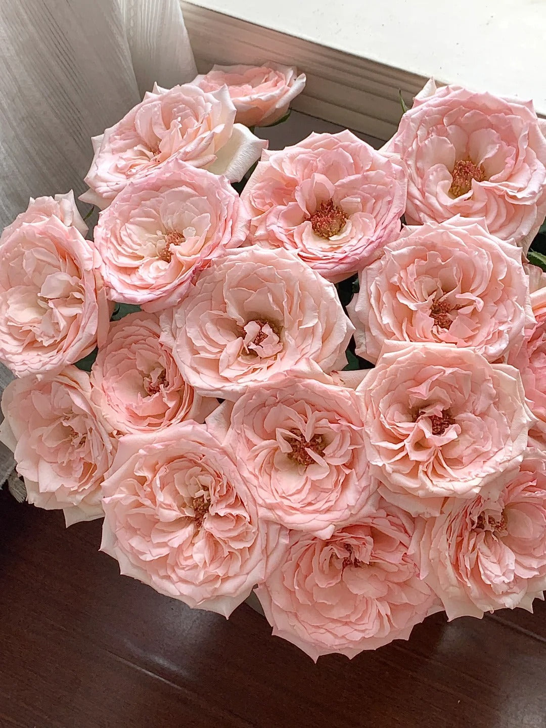 'Joyce' Shrub Rose