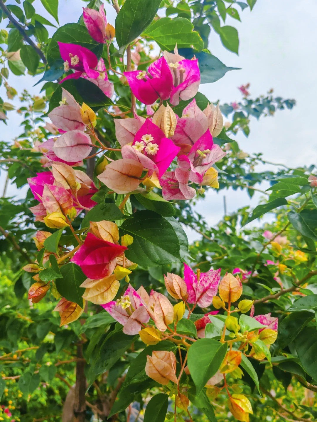 Bougainvillea 'Citra Golden Rao'
