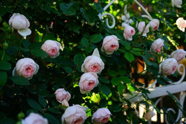 Ausham - English Shrub Rose Brush Live Plant, 3-5 gallon