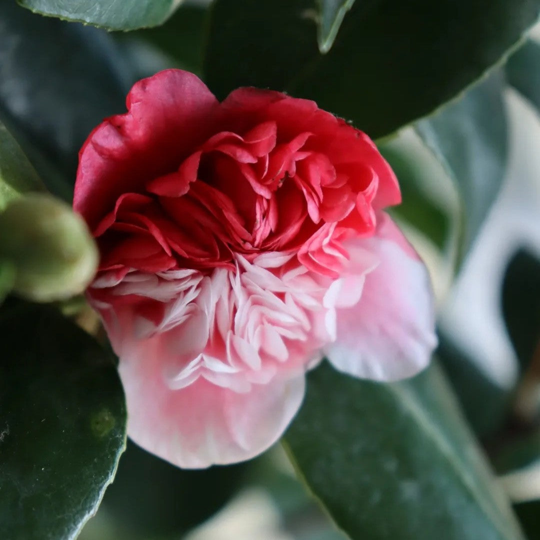 'Anemone Five Color' Camellia
