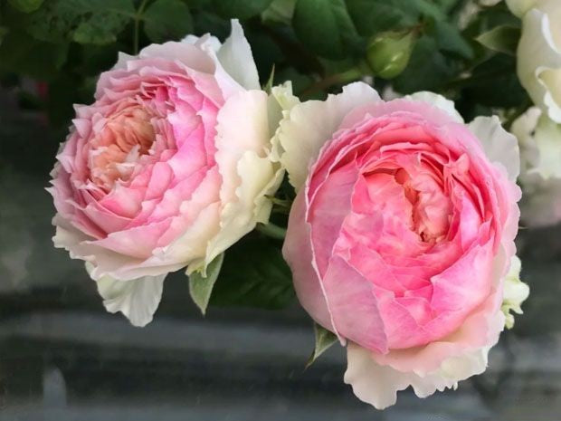 'M-Perzik' Shrub Rose