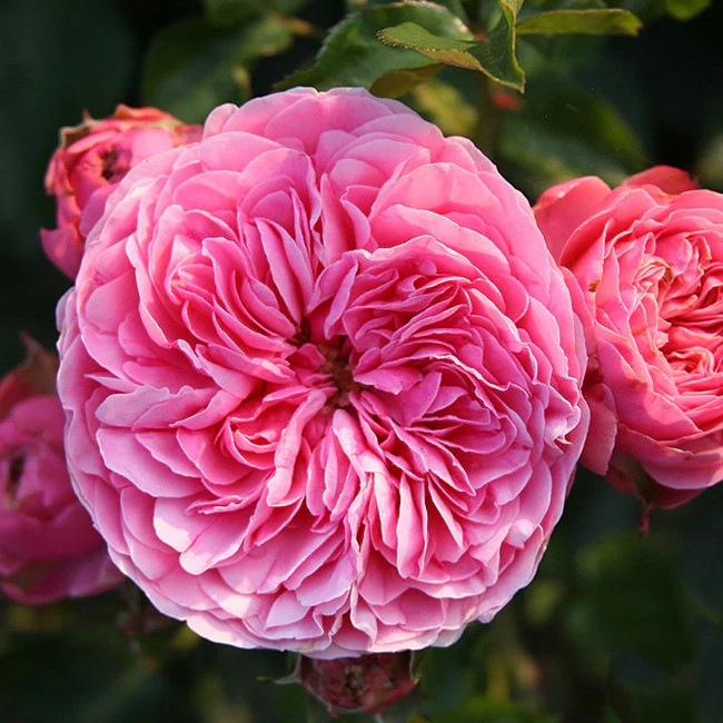 Leonardo da Vinci™ Shrub Rose Brush Live Plant, 5 gallon