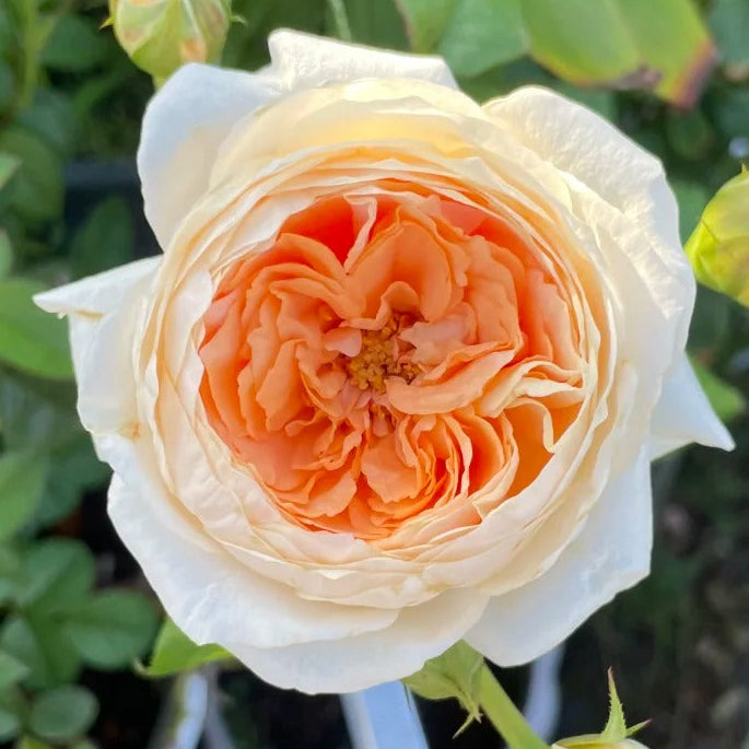 'Yunni' Shrub Rose