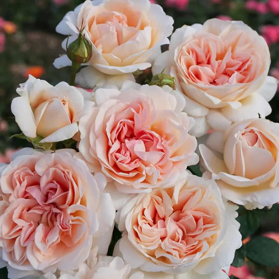 Sespe Sunrise™ Parfuma® Shrub Rose Brush Live Plant, 5 gallon