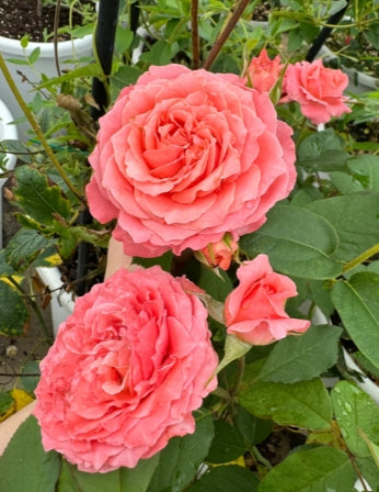 'Corail Gelee' Shrub Rose
