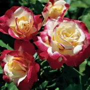 Double Delight™ Shrub Rose Brush Live Plant, 5 gallon