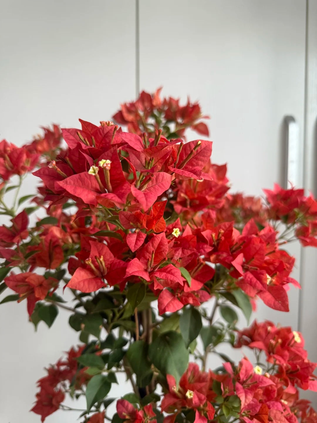 Bougainvillea 'Brezza Red'