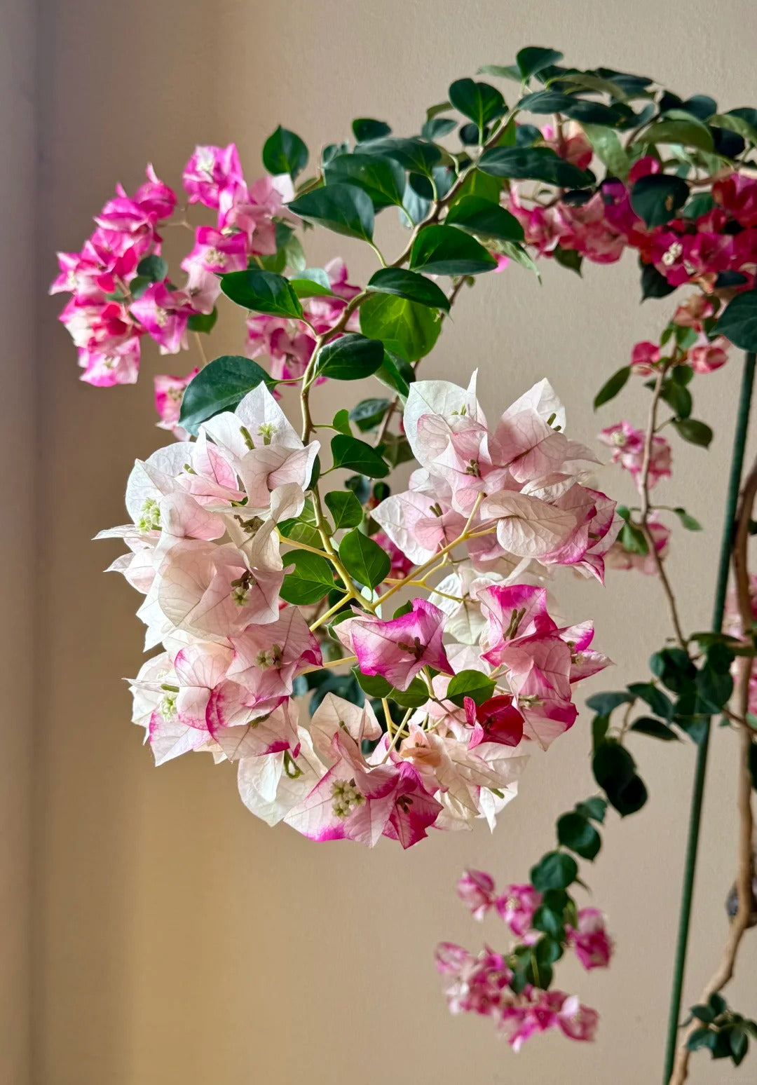Bougainvillea 'Citra Golden Rao'