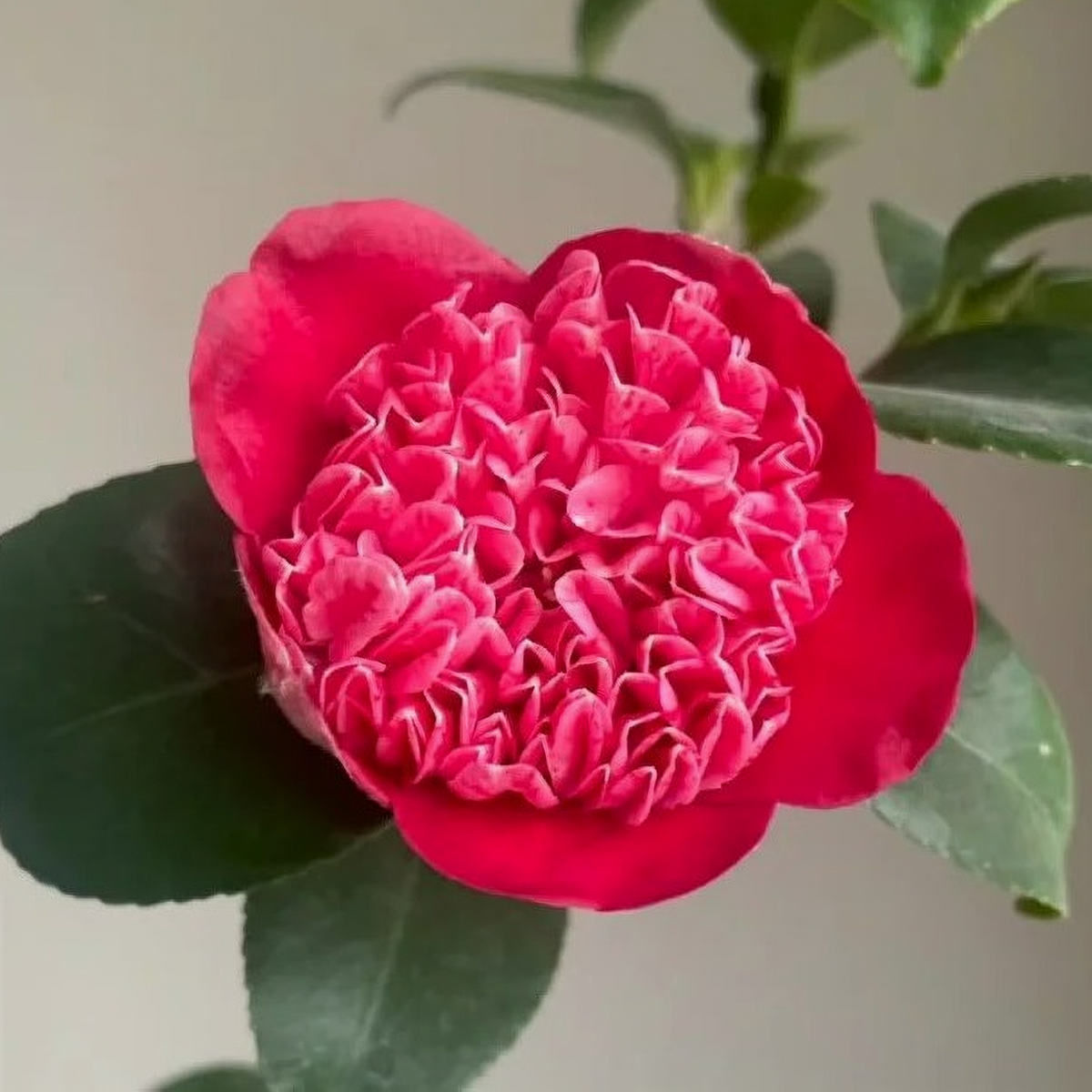 'Karakozaki Unryu' Camellia
