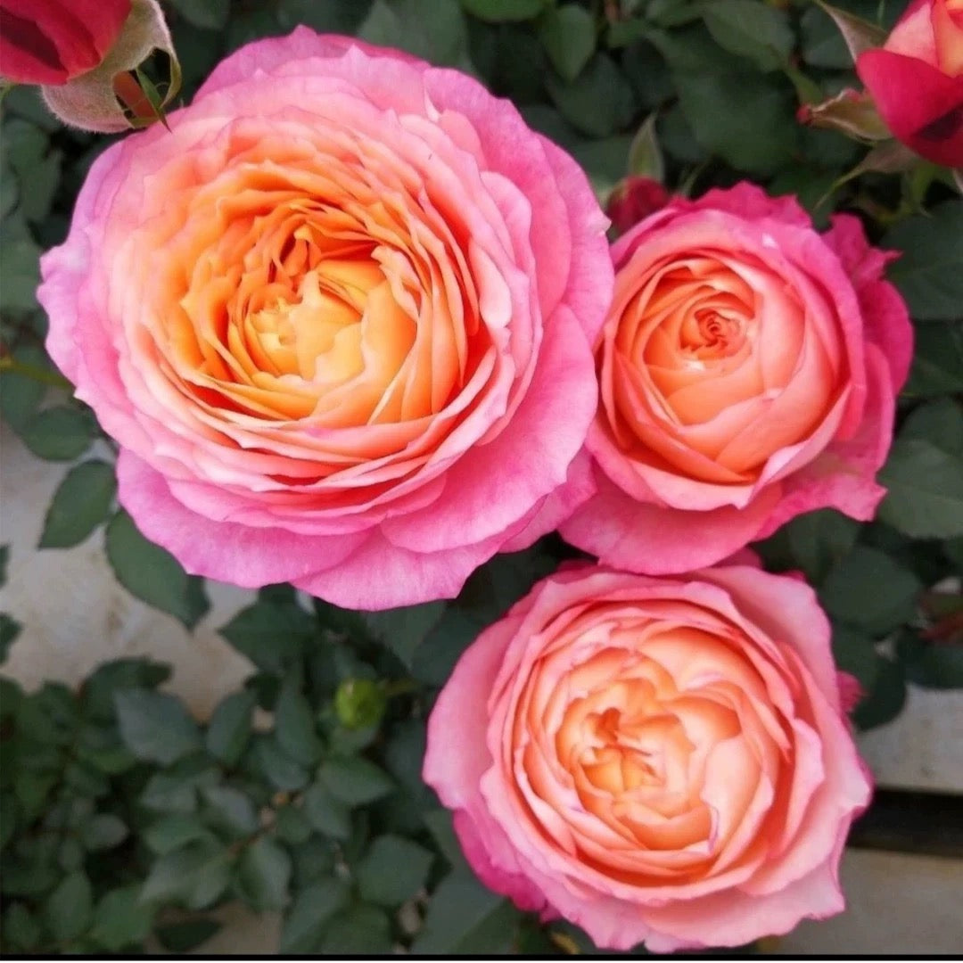 'Fire X-pression' Shrub Rose