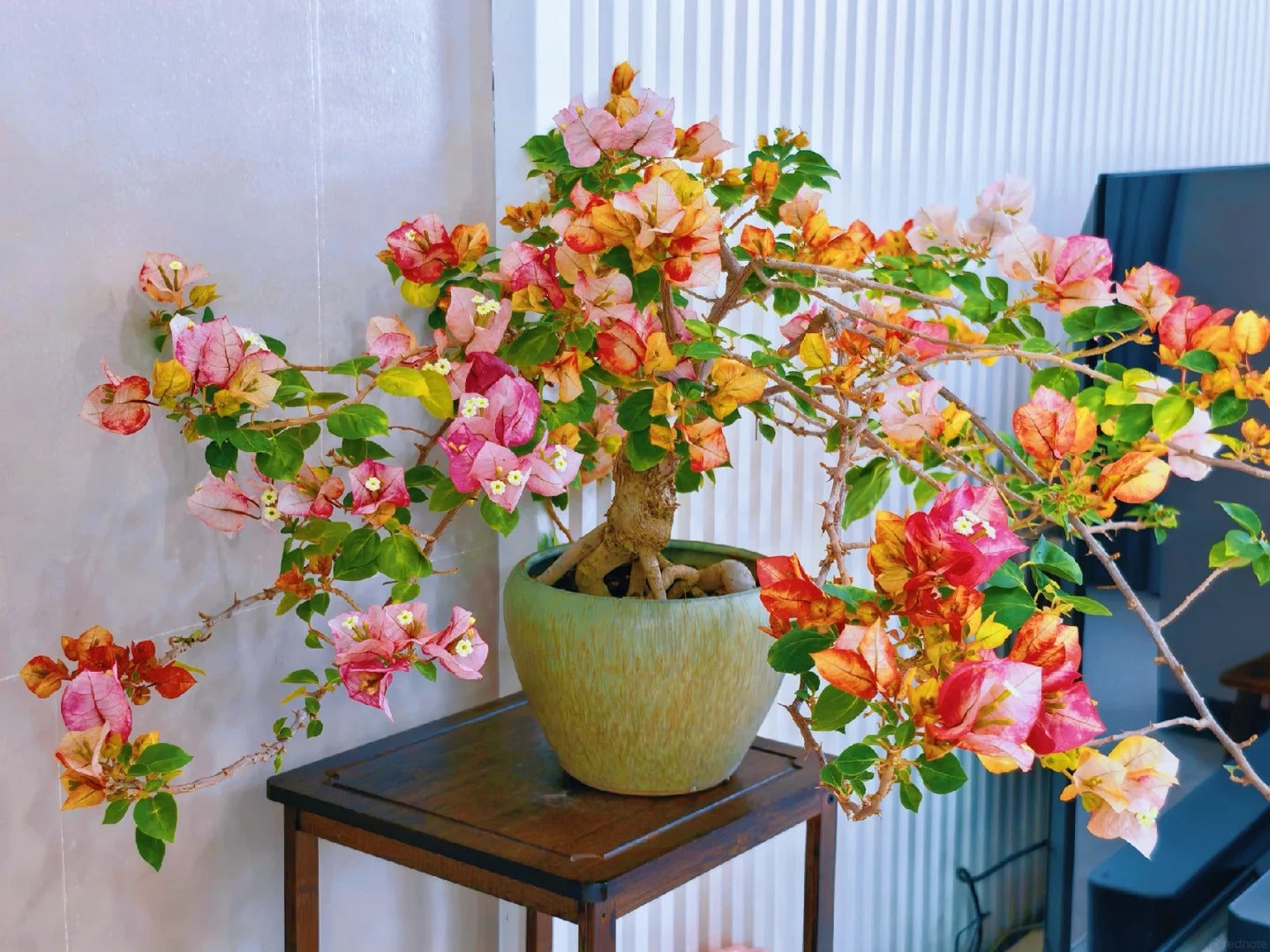 Bougainvillea 'Citra Golden Rao'