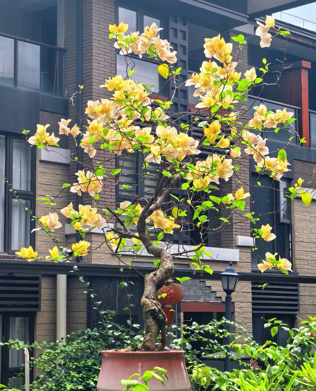 Bougainvillea 'Suvarna'