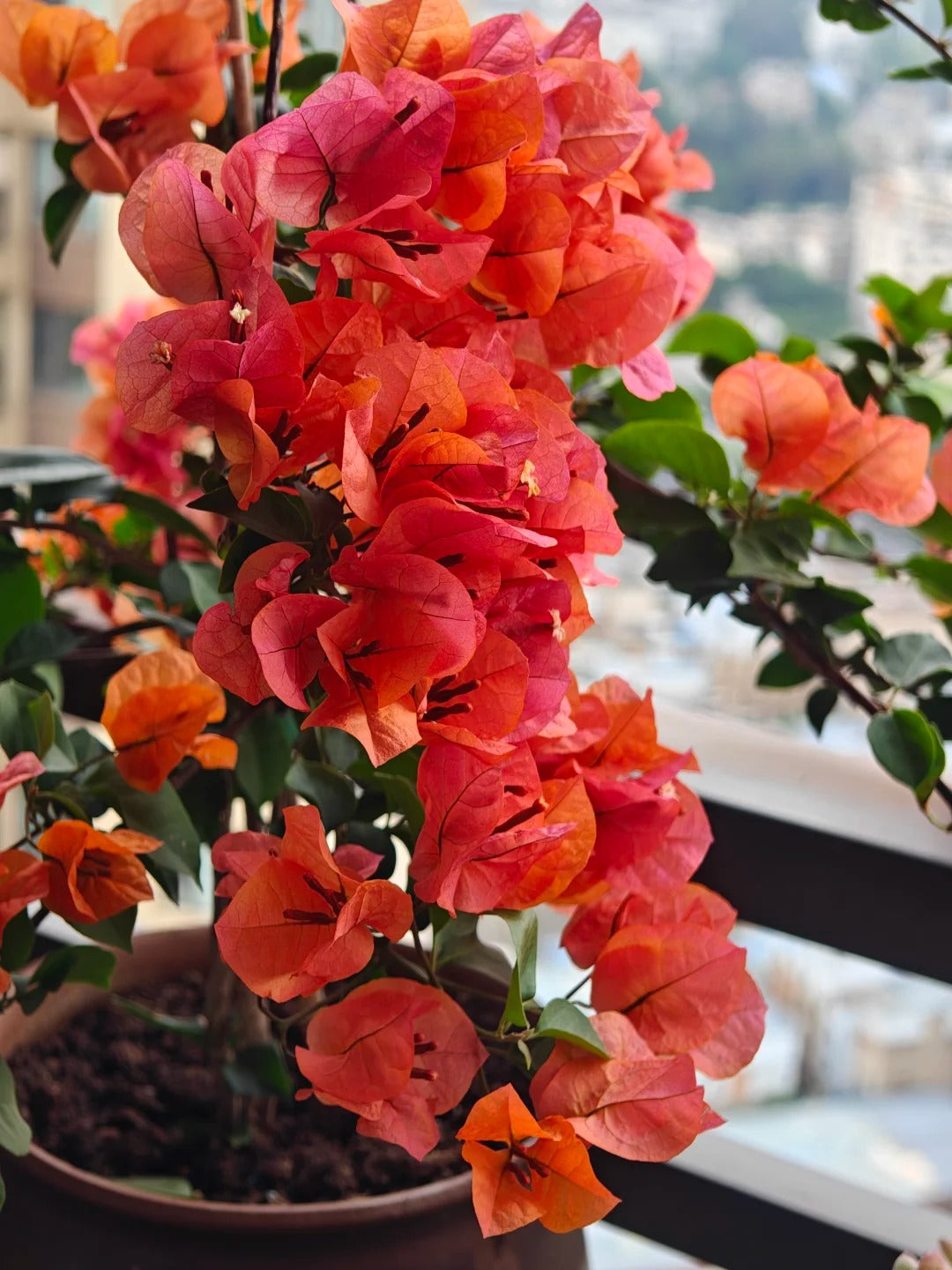 Bougainvillea 'Mrs. McClean'