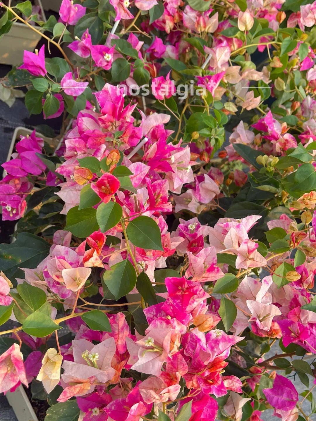 Bougainvillea 'Citra Golden Rao'