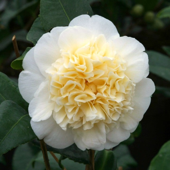 'Brushfield's Yellow' Camellia