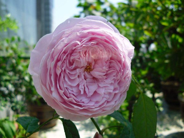 Ausbite - English Climbing Rose Brush Live Plant, 3-5 gallon