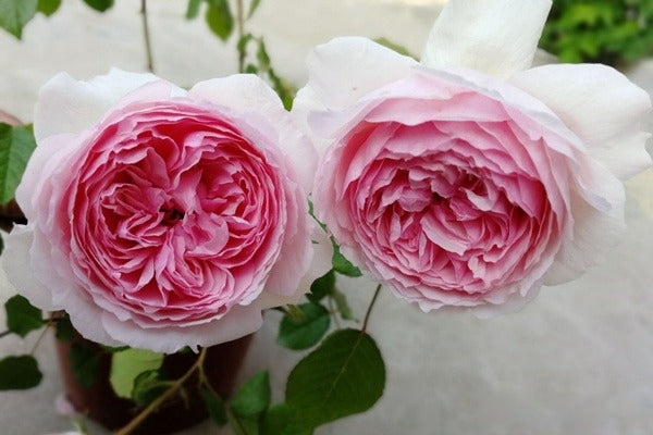 The Wedgwood Rose® (AUSjosiah) David Austin® Climbing Rose Brush Live Plant, 5 gallon