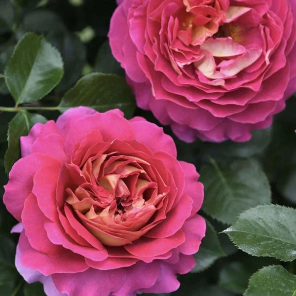 'Esprit de Paris' Shrub Rose
