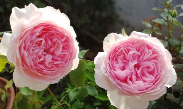 The Wedgwood Rose® (AUSjosiah) David Austin® Climbing Rose Brush Live Plant, 5 gallon