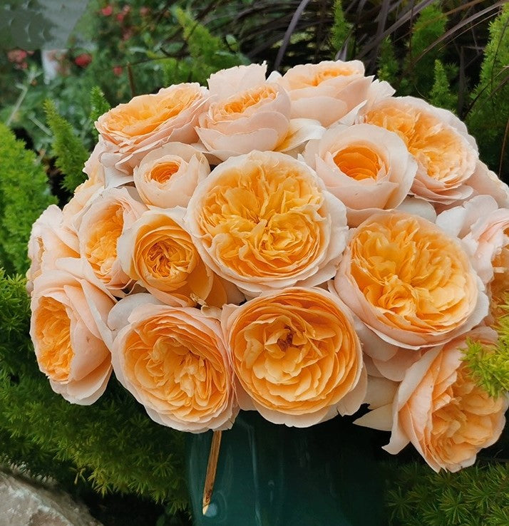 Ausjameson - English Shrub Rose Brush Wedding Cut Roses Live Plant, 3-5 gallon